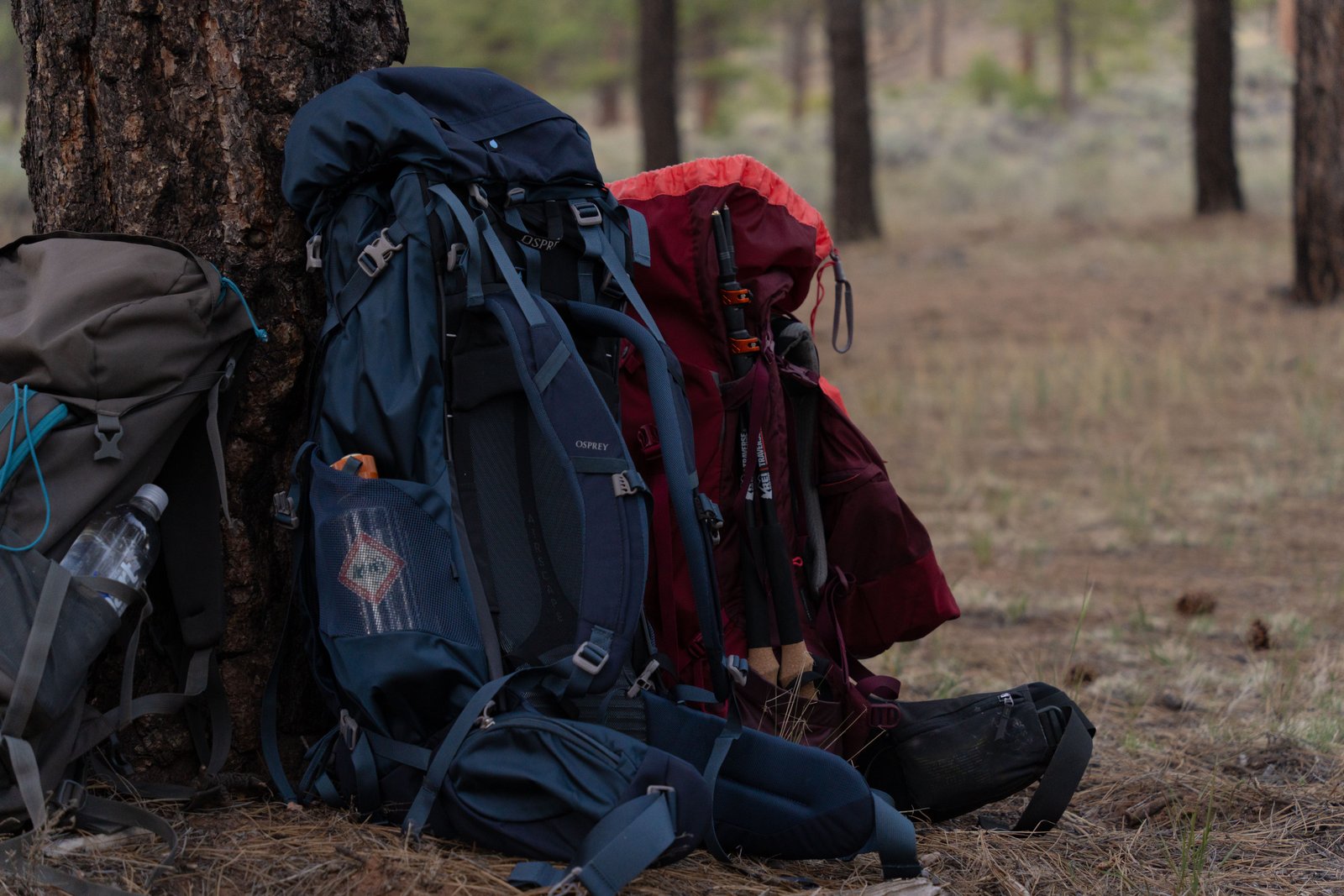 Three hiking bags against a tree